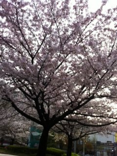 Sakura.jpg