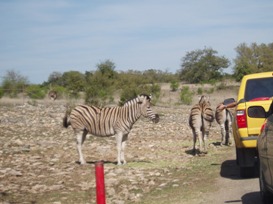 safari2 sm.jpg