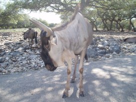 safari4 sm.jpg