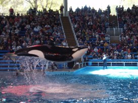 seaworld 1 sm.jpg