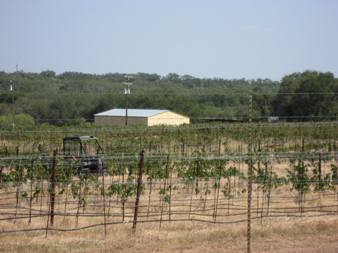vinyards small 3.jpg