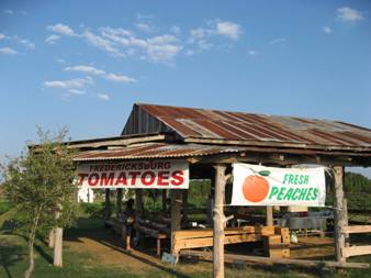 vinyards small 5.jpg