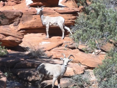 zion small 9.jpg